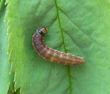 Notocelia rosaecolana