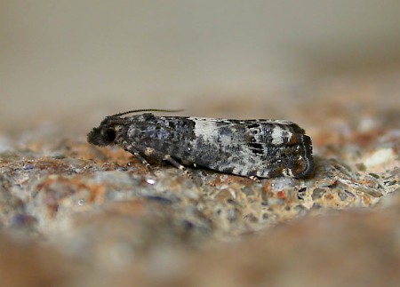 Notocelia trimaculana