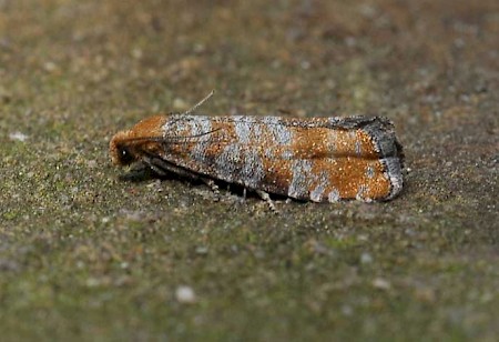 Pine Bud Moth Pseudococcyx turionella