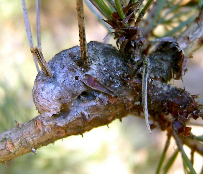 Larval gall • Friesland, The Netherlands. • © Tymo Muus