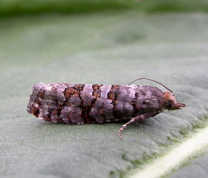 Adult • Dadlington, Leicestershire. leg. Andy Johnson • © Adrian Russell