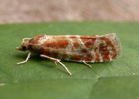 Rhyacionia pinicolana