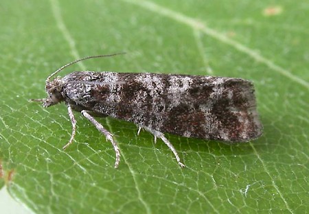 Spotted Shoot Moth Rhyacionia pinivorana