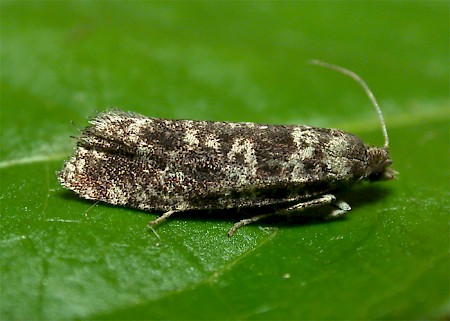 Spotted Shoot Moth Rhyacionia pinivorana