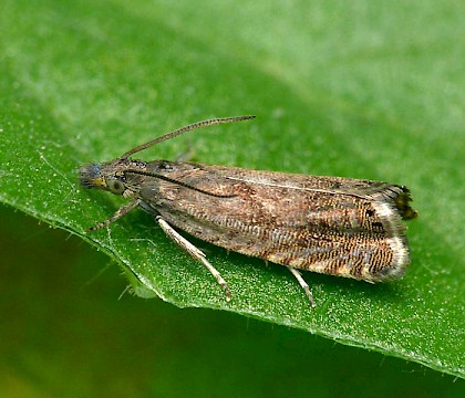 Adult • Wyre Forest, Worcestershire • © Patrick Clement