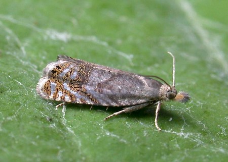 Dichrorampha plumbana