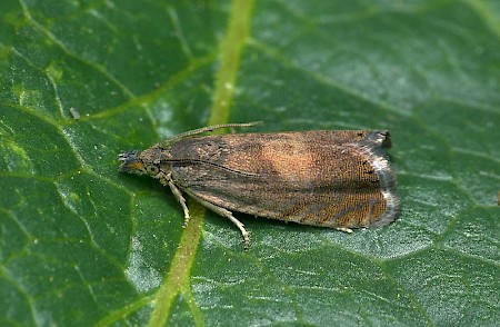 Dichrorampha aeratana