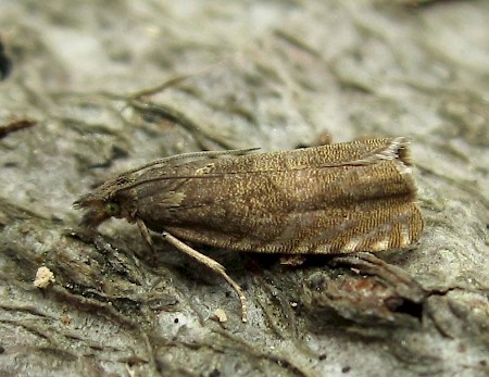 Dichrorampha aeratana