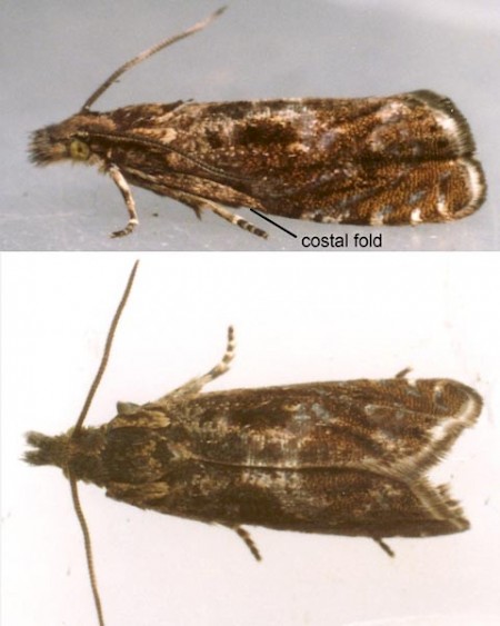 Dichrorampha consortana | UKmoths