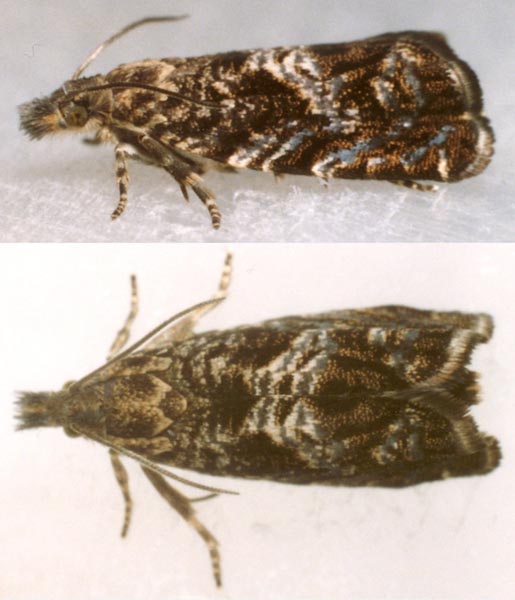 Dichrorampha consortana Female | UKmoths