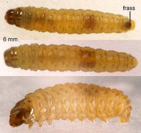 Dichrorampha consortana