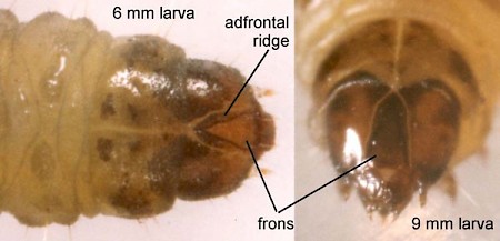 Dichrorampha consortana