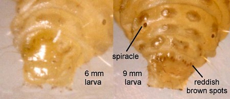 Dichrorampha consortana