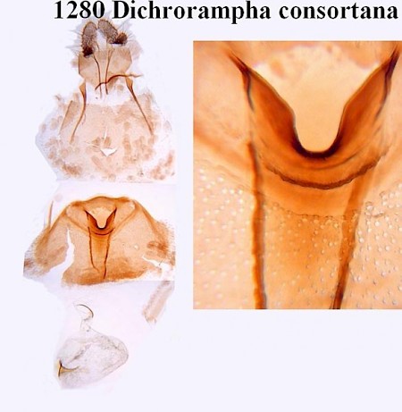 Dichrorampha consortana