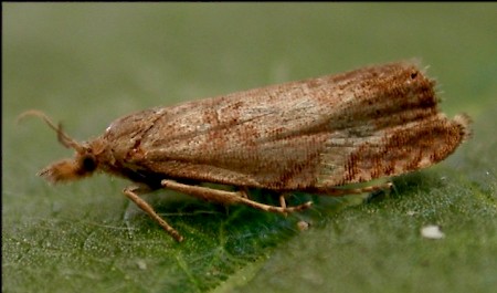 Dichrorampha simpliciana