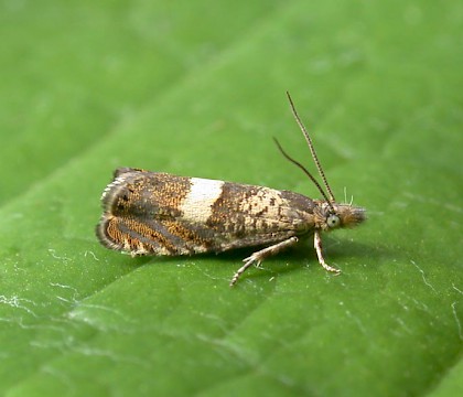 Adult • Denham, E. Suffolk • © Nigel Whinney