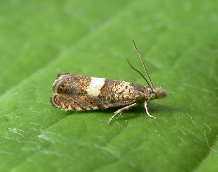 Dichrorampha sequana