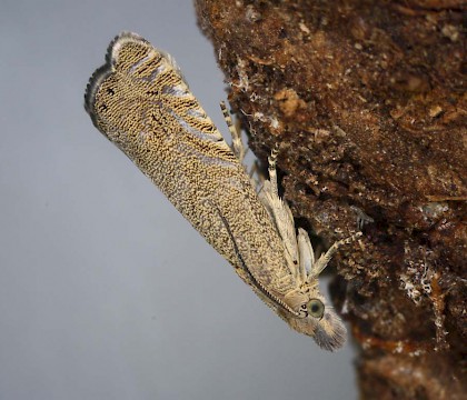 Adult • ex. Larva, Gull Cove, Devon • © Bob Heckford