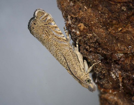 Dichrorampha senectana