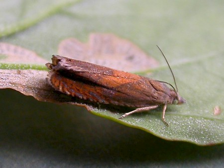 Dichrorampha vancouverana