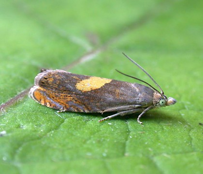 Adult • Denham, East Suffolk. Gen. det. N. Whinney • © Nigel Whinney