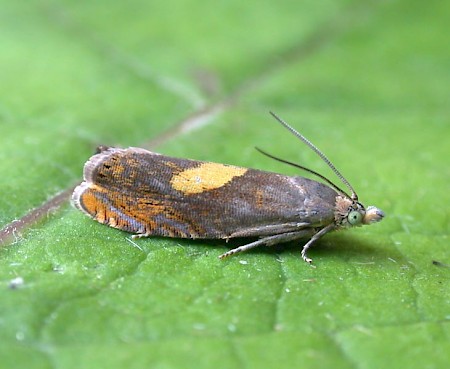 Dichrorampha flavidorsana