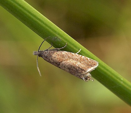 Adult • Nantyffyllon, Glamorgan • © Paul Parsons