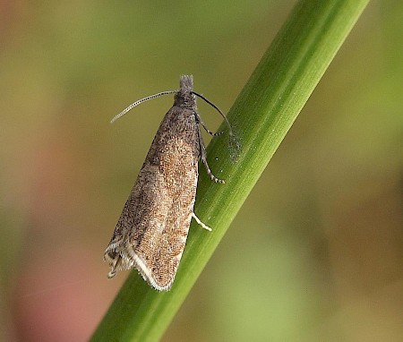 Dichrorampha montanana