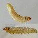 Larva • Chorlton, Greater Manchester • © Ben Smart