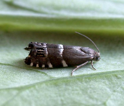 Adult • Scotton Common, Lincolnshire • © Martin Gray