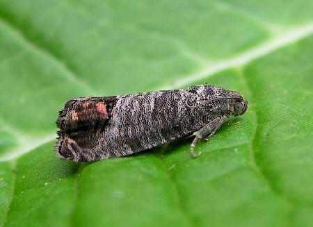 Codling Moth Cydia pomonella