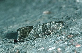 Codling Moth Cydia pomonella