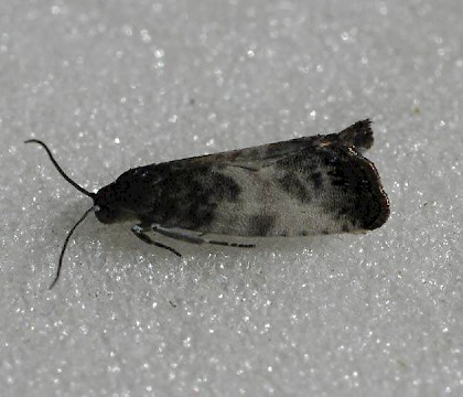 Adult • Reared from Salix cinerea, leg. J. Langmaid. North Hants • © Ian Thirlwell