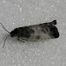 Adult • Reared from Salix cinerea, leg. J. Langmaid. North Hants • © Ian Thirlwell