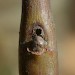 Parasitised gall • On Salix cinerea, leg. J. Langmaid. North Hants. Parasite emerged. • © Ian Thirlwell