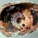 Larva • Chorlton, Greater Manchester, in acorn • © Ben Smart