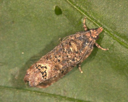 False Codling Moth Thaumatotibia leucotreta