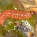 Larva • M.J. van der Straten • © Plant Protection Service, the Netherlands