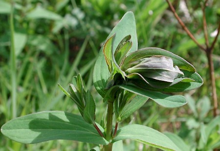 Lathronympha strigana