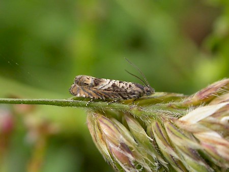 Selania leplastriana