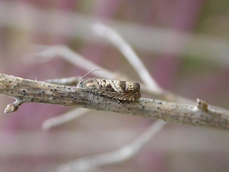 Selania leplastriana