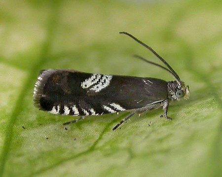 Grapholita compositella