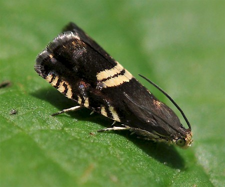 Grapholita pallifrontana