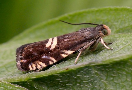 Grapholita pallifrontana