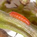 Larva • Windmill Hill, Worcestershire. On wild liquorice. • © Oliver Wadsworth