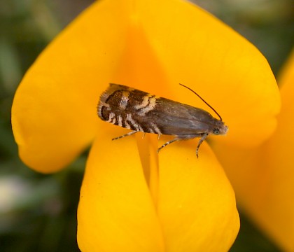 Adult • Barnhamcross Common, Thetford, Norfolk • © Andy Musgrove