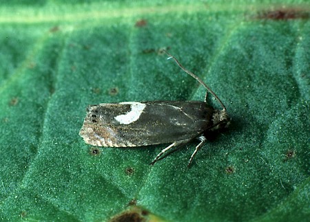 Grapholita lunulana