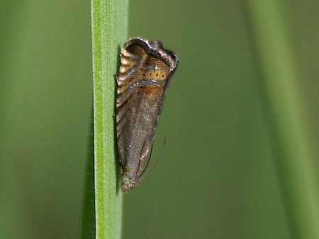 Grapholita gemmiferana