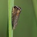 Adult • Eastern Poland • © Paul Parsons