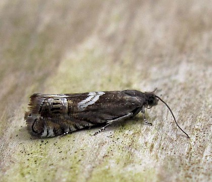 Adult • Lancashire • © Geoff Riley